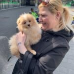 What is the average cost of Pomeranian puppies for sale in USA?