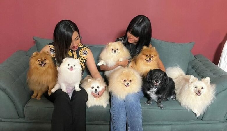Top Miniature Dachshund Breeders in Sweden: 5 Top Spots!