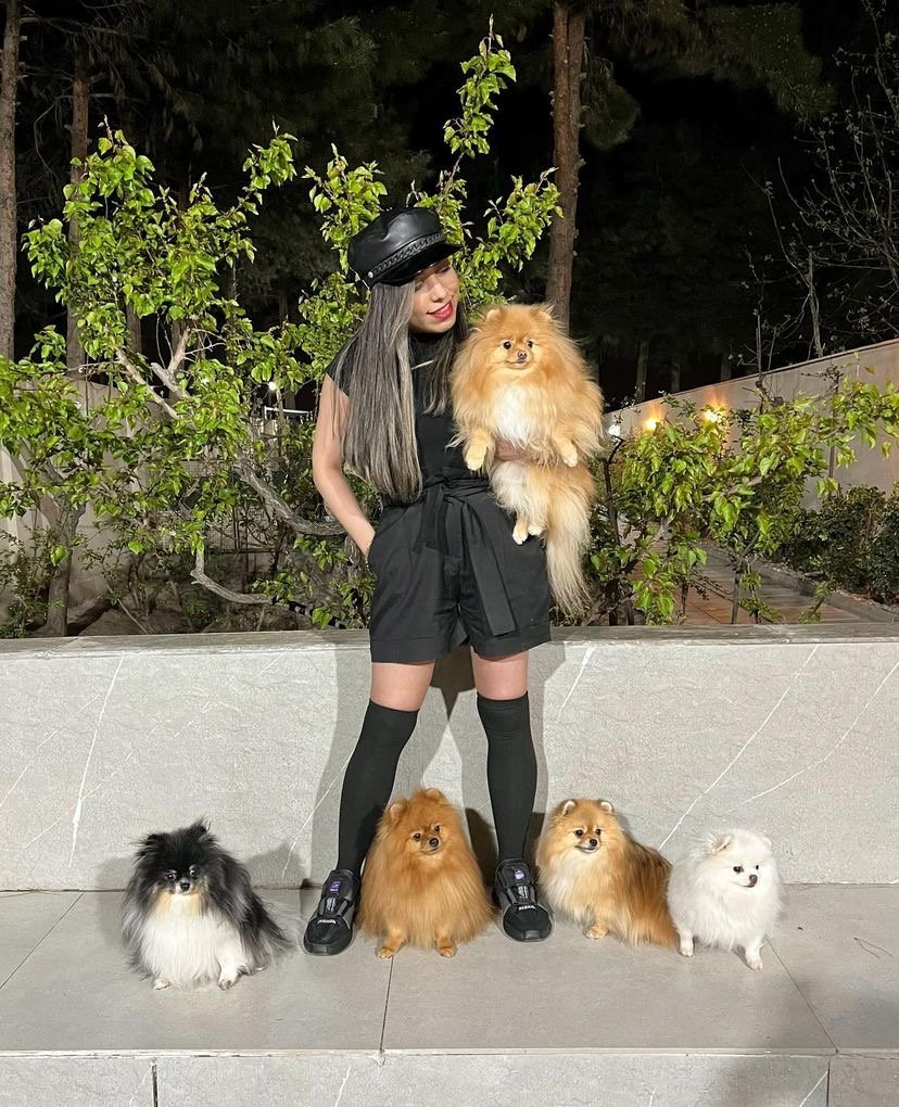 Miniature Pomeranian Puppies for Sale in Wisconsin