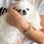 How do I know if a Teacup Pomeranian breeder in Illinois is reputable