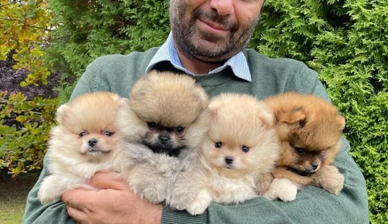 Teacup Pomeranian Puppies for Sale in Georgia: Top 4 Spots