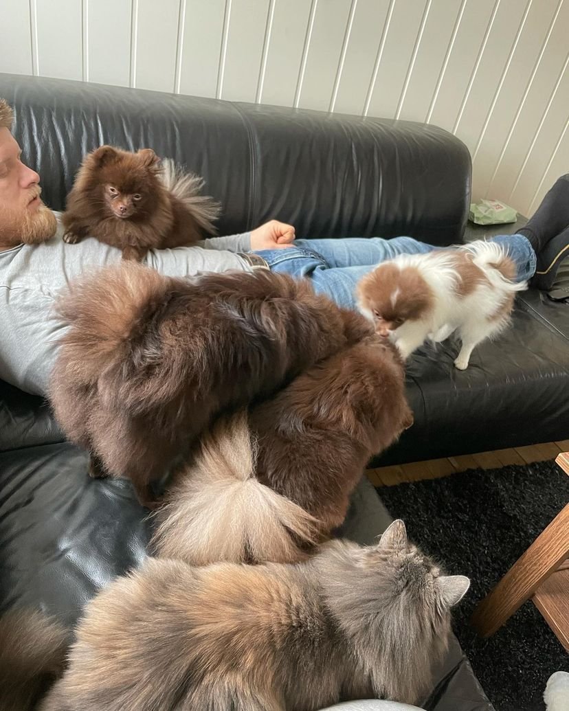 How do I know if a Teacup Pomeranian breeder in Virginia is reputable