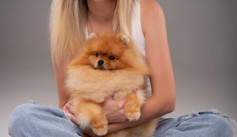 Teacup Pomeranian Puppies for Sale in Kentucky: Top 3 Locations