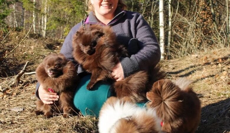 Affordable Mini Dachshund Puppies in Finland: Top 5 Sources