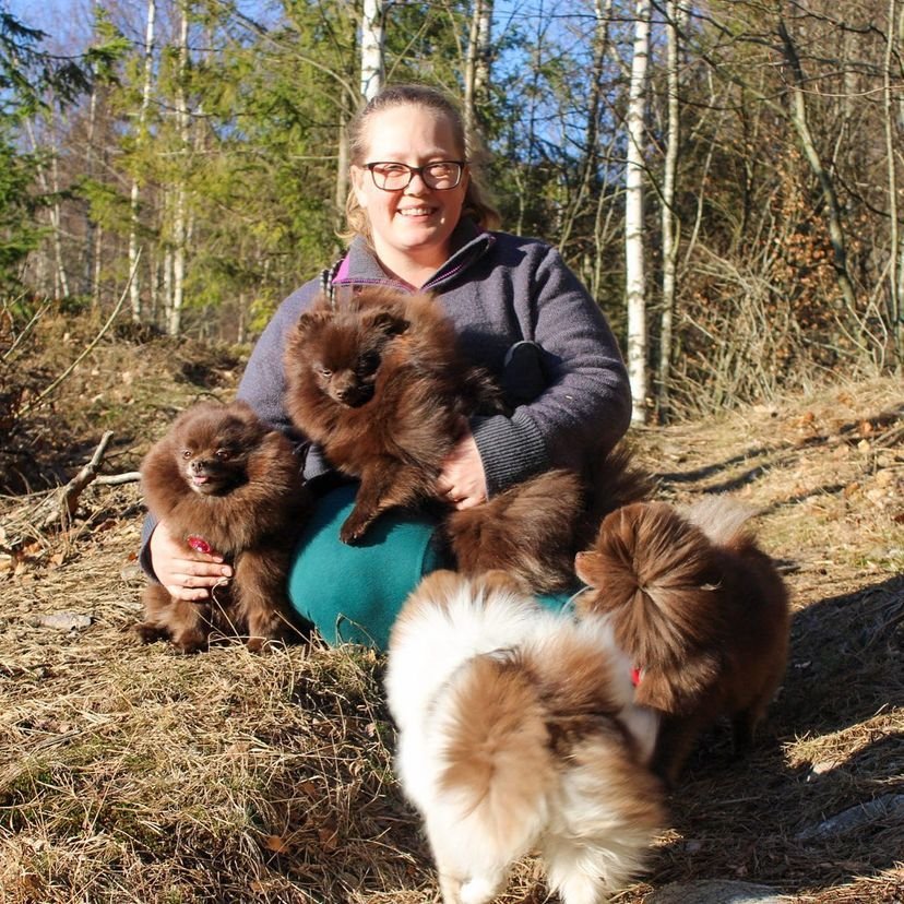 Where can I buy Pomeranian puppies for sale in Oregon