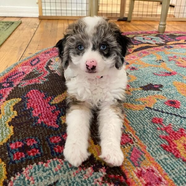 F1 Mini Aussiedoodle Puppies for Sale