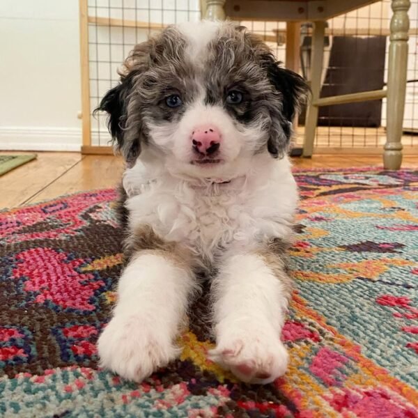 F1 Mini Aussiedoodle Puppies for Sale