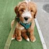 Blue Merle Aussiedoodle Puppies for Sale