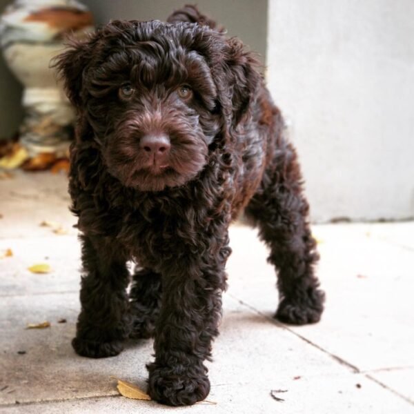 Chocolate Labradoodle Puppies for Sale Near Me