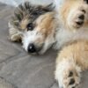 standard aussiedoodle puppies for sale near me