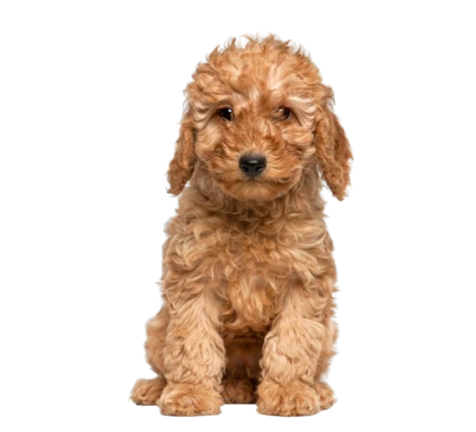 goldendoodle puppies for sale