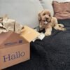 F2 Labradoodle Puppies for Sale Near Me