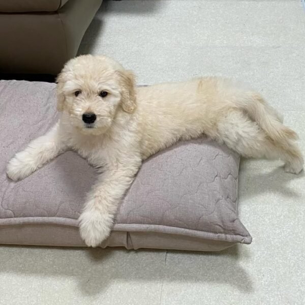 Local Goldendoodle Puppies for Sale