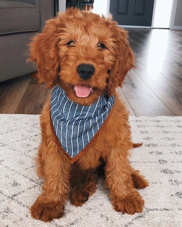 Miniature Goldendoodle Puppies For Sale Near Me