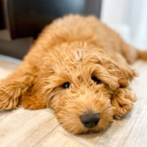 Standard Goldendoodle Puppies For Sale