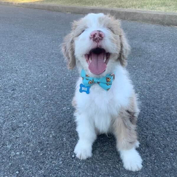 standard aussiedoodle puppies for sale