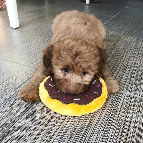 Miniature Labradoodle Puppies for Sale Near Me