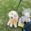 Red Merle Aussiedoodle Puppies for Sale