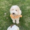 Red Merle Aussiedoodle Puppies for Sale