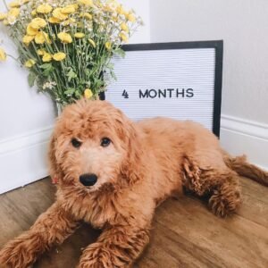 F2B Goldendoodle Puppies for Sale