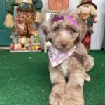 Standard Aussiedoodle Puppies for Sale Near Me