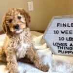 Toy Goldendoodle Puppies for Sale Near Me