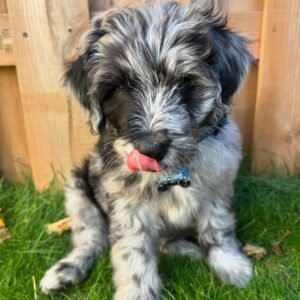 Miniature Aussiedoodle Puppies for Sale