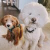 Blue Merle Aussiedoodle Puppies for Sale