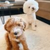 Blue Merle Aussiedoodle Puppies for Sale