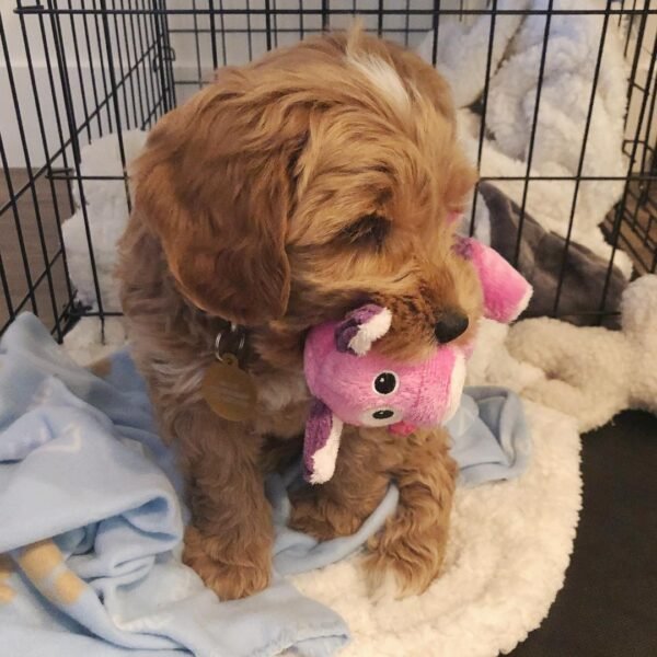 F3 Labradoodle Puppies for Sale Near Me