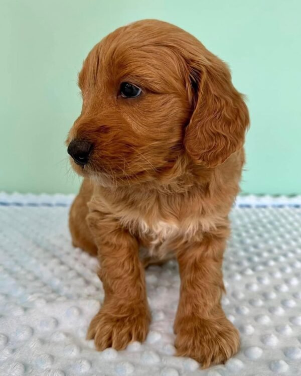 Black Goldendoodle Puppies for Sale