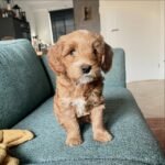 Blue Merle Labradoodle Puppies for Sale Near Me