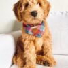 Toy Goldendoodle Puppies for Sale