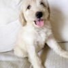 Cheap Goldendoodle Puppies for Sale
