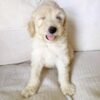Cheap Goldendoodle Puppies for Sale
