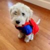 Cheap Goldendoodle Puppies for Sale