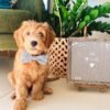 Toy Goldendoodle Puppies for Sale