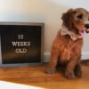 English Cream Goldendoodle Puppies for Sale