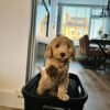 F2 Labradoodle Puppies for Sale Near Me