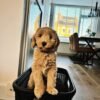 F2 Labradoodle Puppies for Sale Near Me