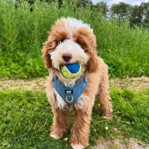 Medium Labradoodle Puppies for Sale Near Me