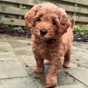 Black Labradoodle Puppies for Sale Near Me