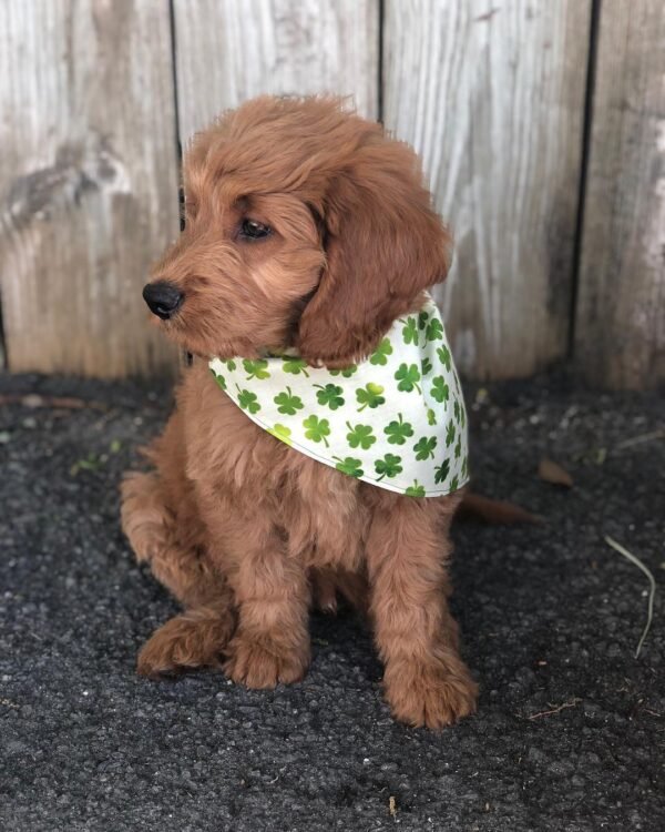 Goldendoodle Puppies For Sale Near Me