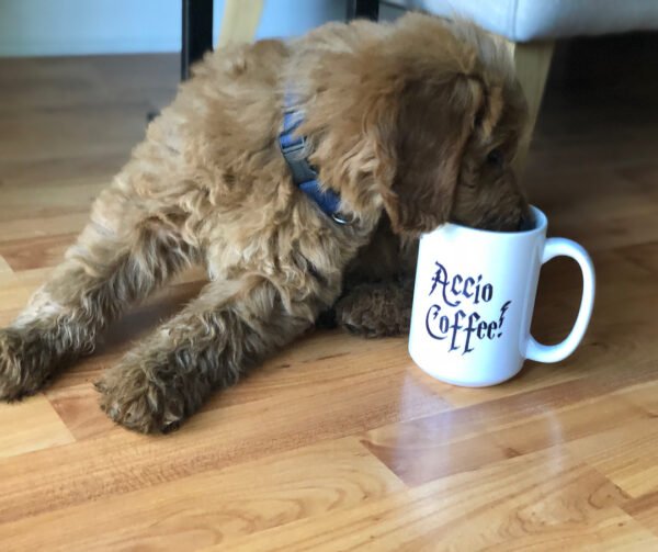 Goldendoodle Puppies For Sale Near Me