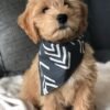 Standard Goldendoodle Puppies for Sale Near Me