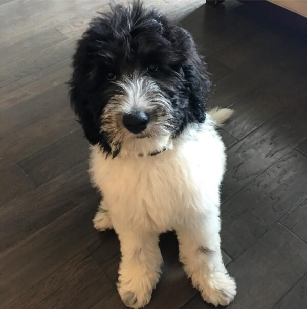 Standard Labradoodle Puppies for Sale Near Me