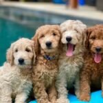 Q: How much do medium Goldendoodle puppies cost in the East Midlands?
