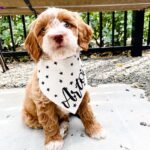 Q: How much do medium Goldendoodle puppies cost in Yorkshire and the Humber?