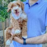 Q: How much do medium Goldendoodle puppies cost in the North West of England?