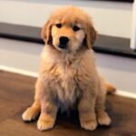Q: What makes the Miniature Goldendoodle such a great family dog?